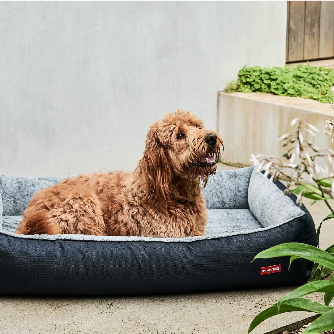 Picture of The Top Reasons Why a Puppy Enclosure is Necessary