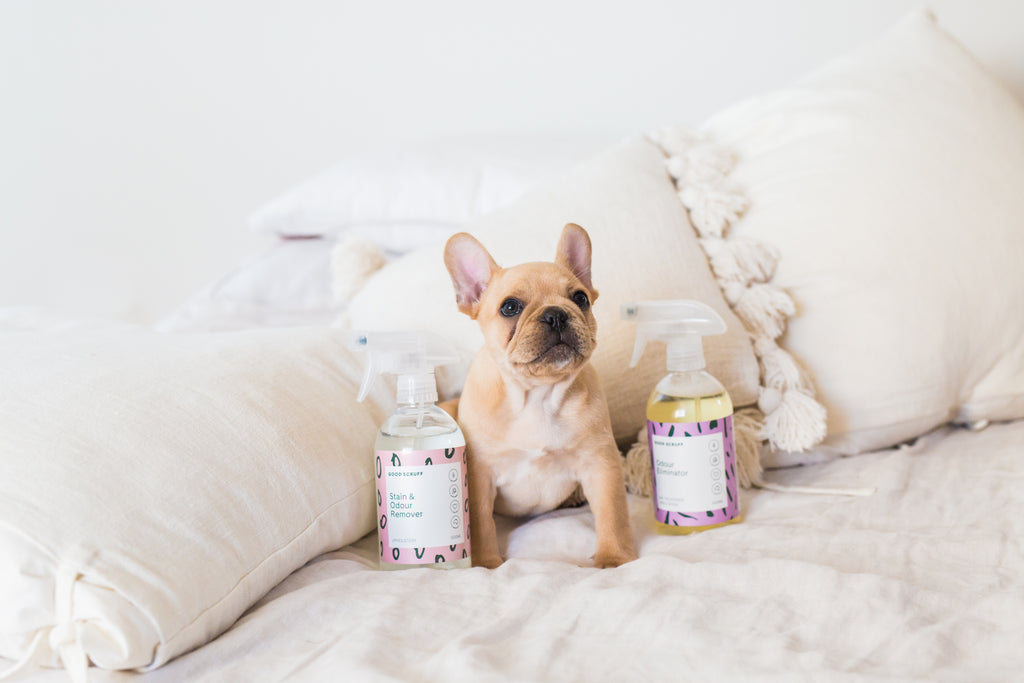 Why You NEED To Use Eco Friendly Cleaning Products Around Your Pets