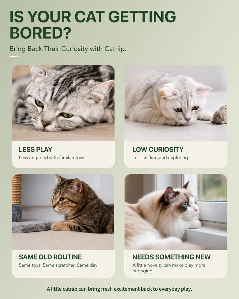 Euphoria Dried Catnip Flakes for Cats 100ml | Natural Catnip & Cat Fibre Supplement