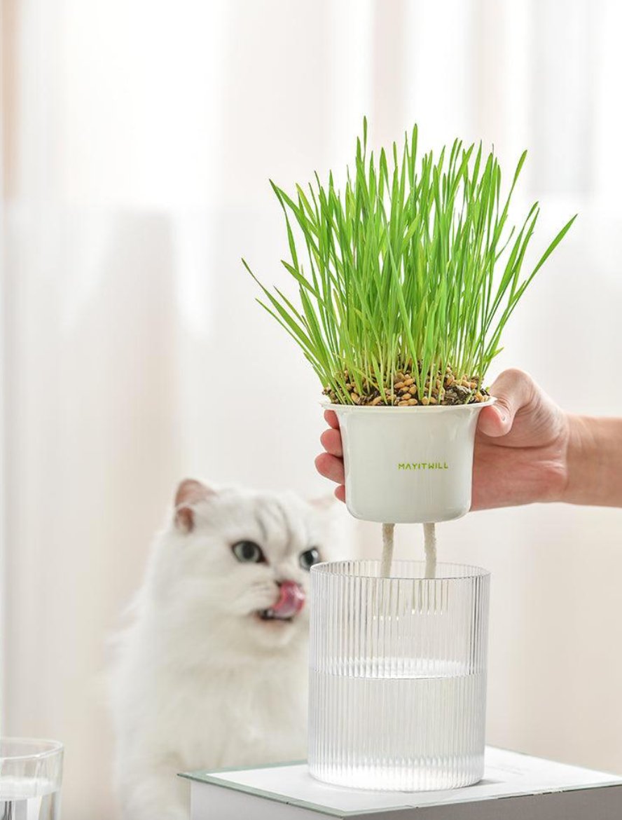 All in One Soil Free Cat Grass Grow Kit House Of Pets Delight (HOPD)