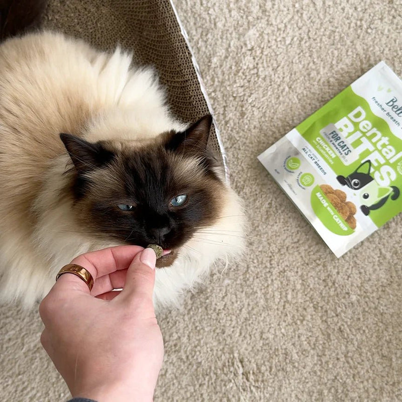 Cat Dental Bites Chicken Blueberry 80G - House Of Pets Delight (HOPD)