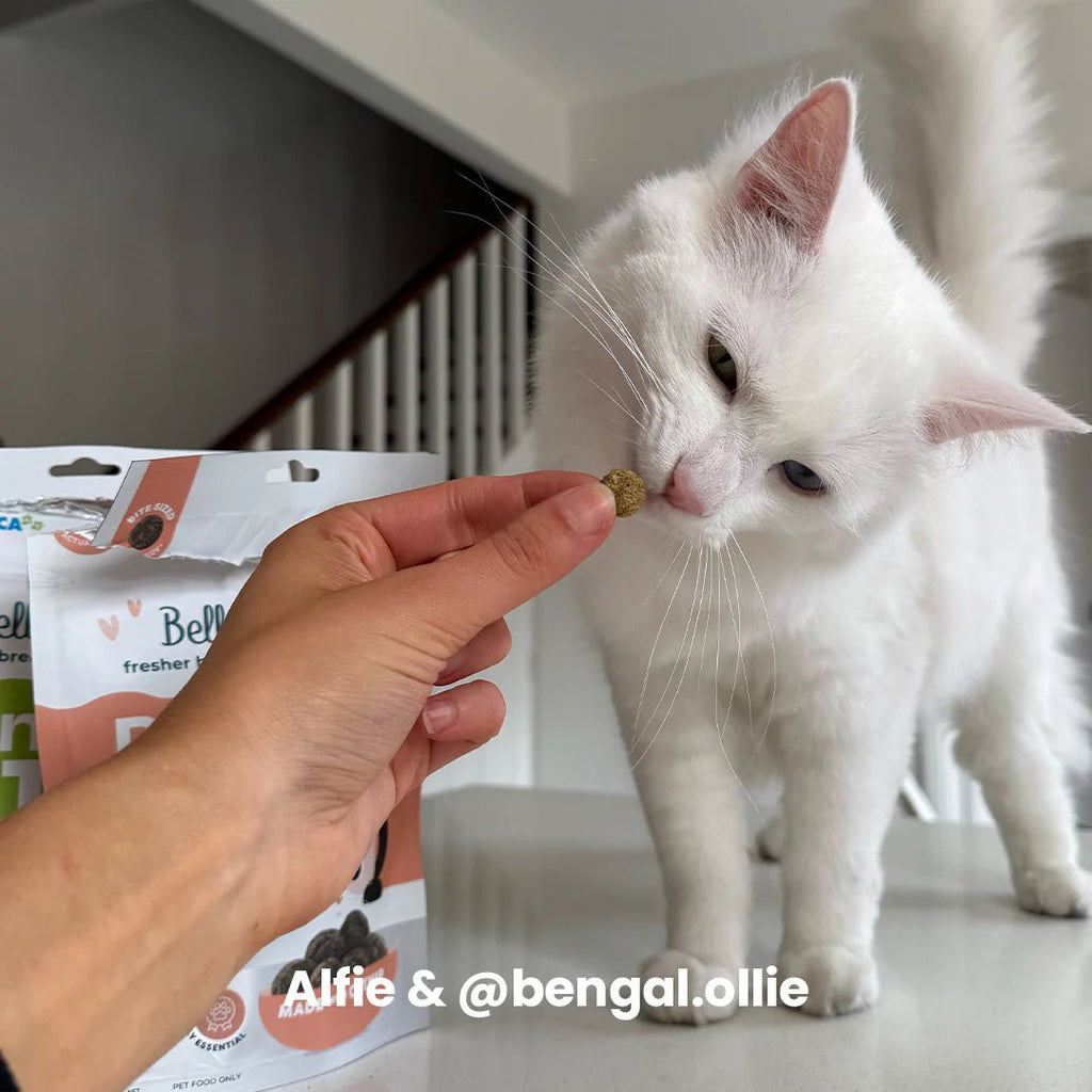 Cat Dental Bites Salmon Charcoal 80G - House Of Pets Delight (HOPD)