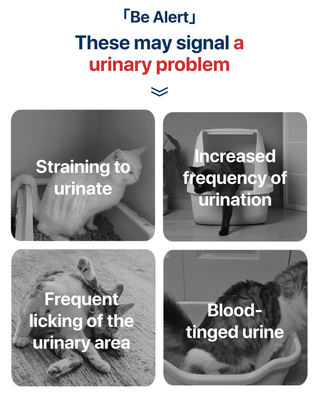 Cat Health Monitoring Pellets - Colour Changing Indicators For Home Urine Testing - House Of Pets Delight (HOPD)