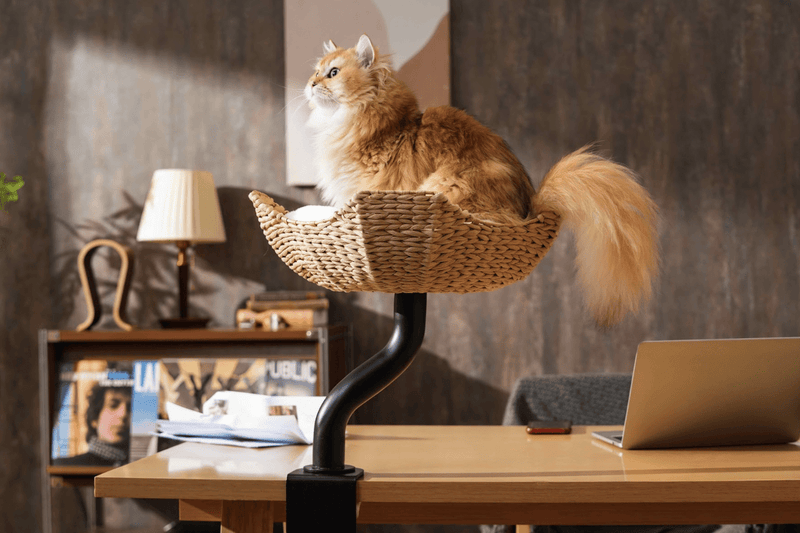 DeskMate Sustainable Desk - Mounted Side Companion Cat Tree - White - House Of Pets Delight (HOPD)
