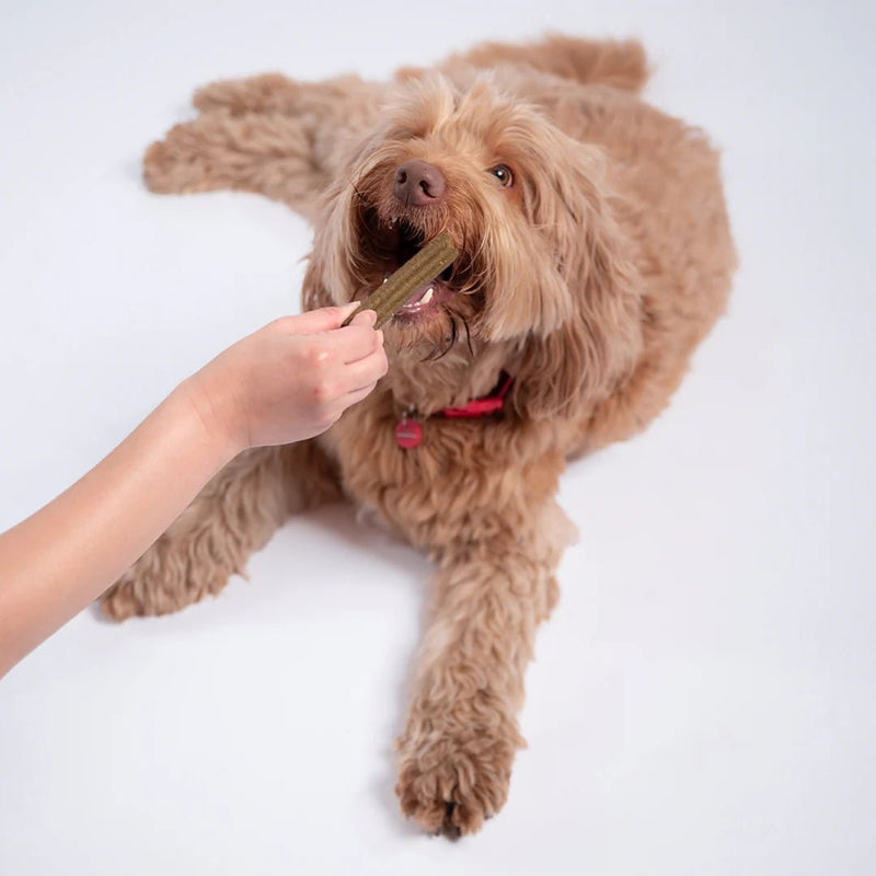 Dog Dental Sticks Chicken Mint & Seaweed - House Of Pets Delight (HOPD)