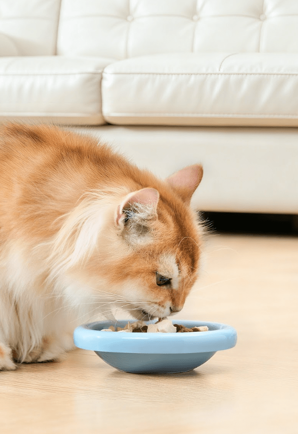 Marshmallow Ceramic Cat Bowl – Anti - Whisker Fatigue Wide Shallow Design - Sky - House Of Pets Delight (HOPD)