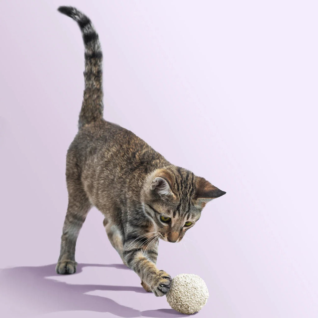 Tofu Cat Litter for Kittens and Small Animals, Natural Crushed Formula, Plant - Based & Safe if Ingested 2.5kg/6L - House Of Pets Delight (HOPD)