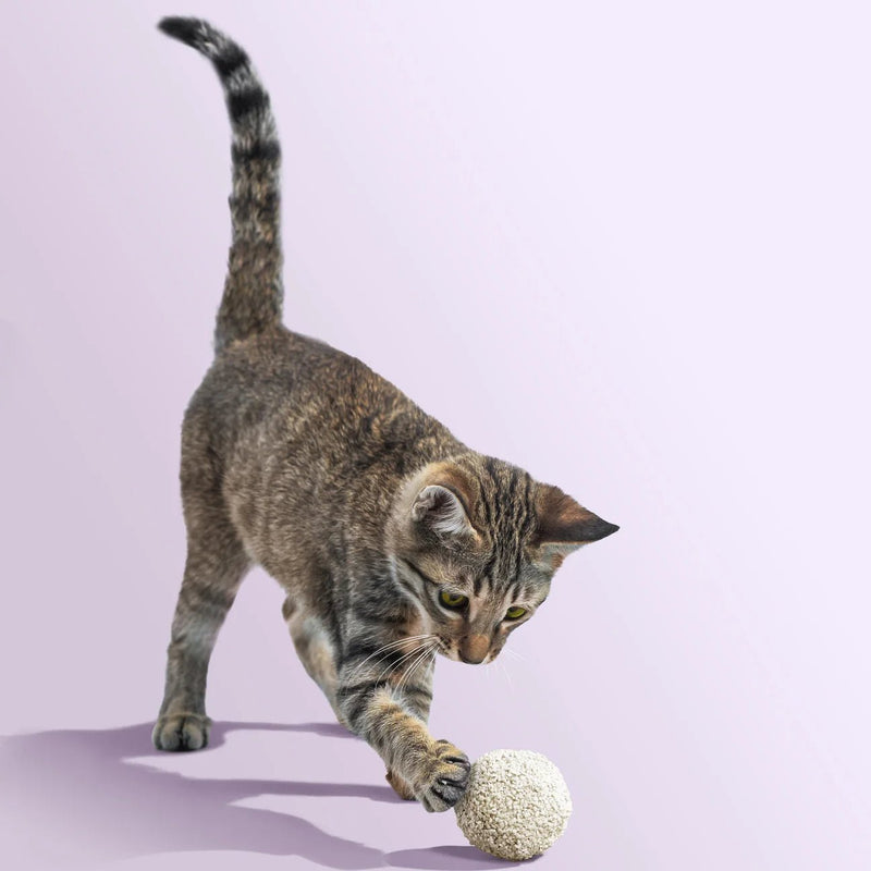 Tofu Cat Litter for Kittens and Small Animals, Natural Crushed Formula, Plant - Based & Safe if Ingested 2.5kg/6L - House Of Pets Delight (HOPD)