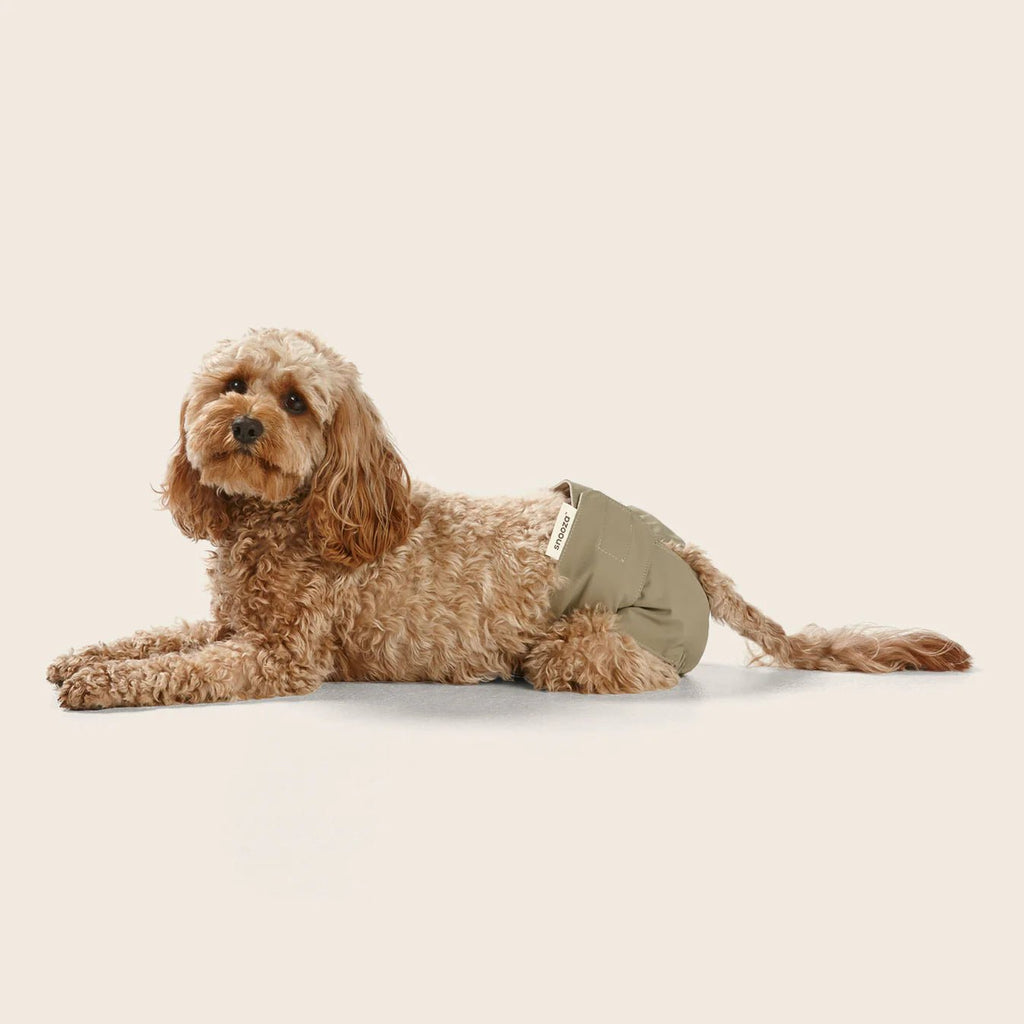 Washable Dog Nappy Band – Twin Pack for Female Dogs - House Of Pets Delight (HOPD)