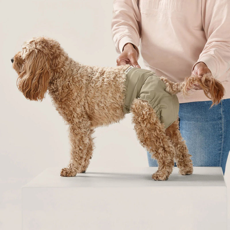 Washable Dog Nappy Band – Twin Pack for Female Dogs - House Of Pets Delight (HOPD)