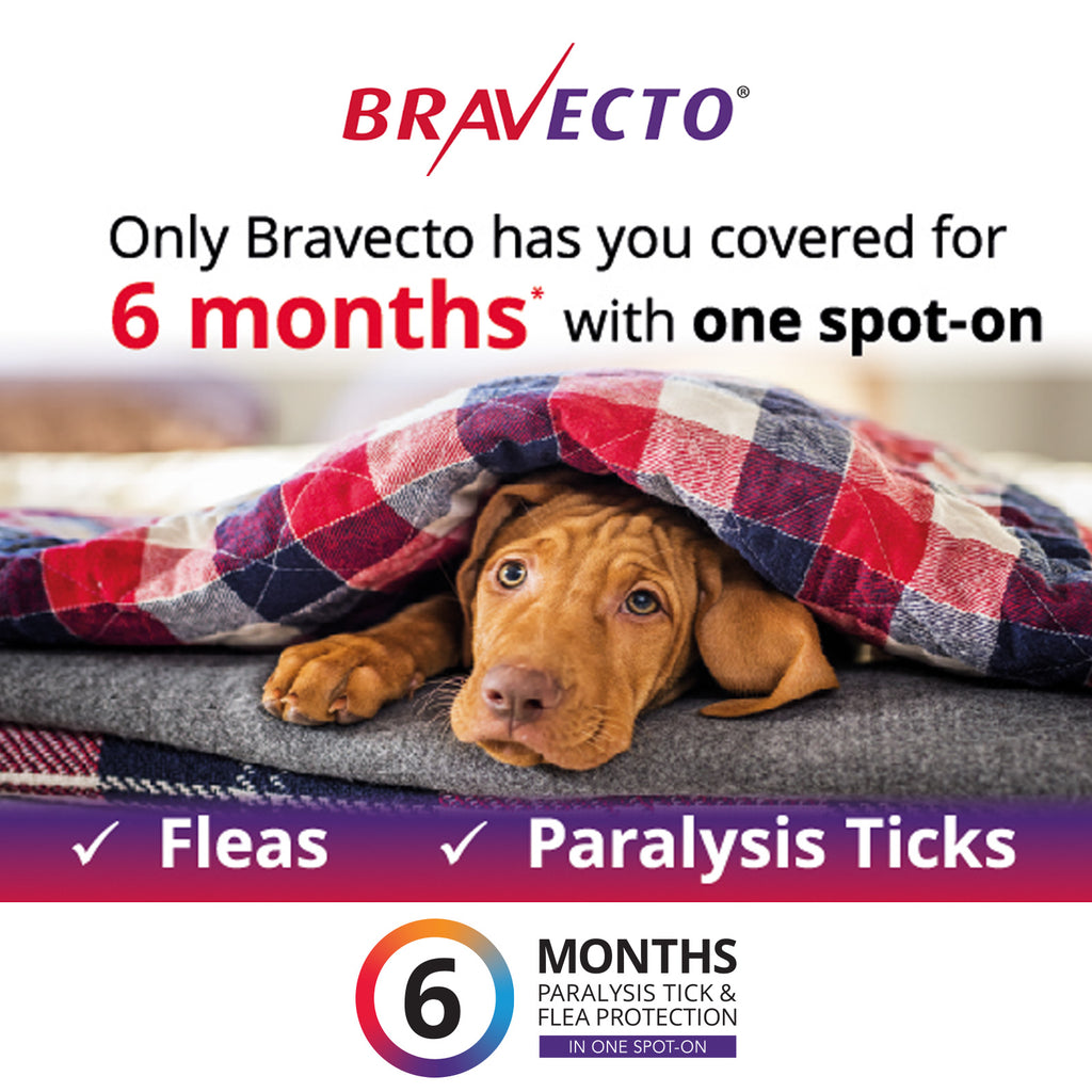 Bravecto Spot On For Dogs Orange 4.5-10kg-House of Pets Delight