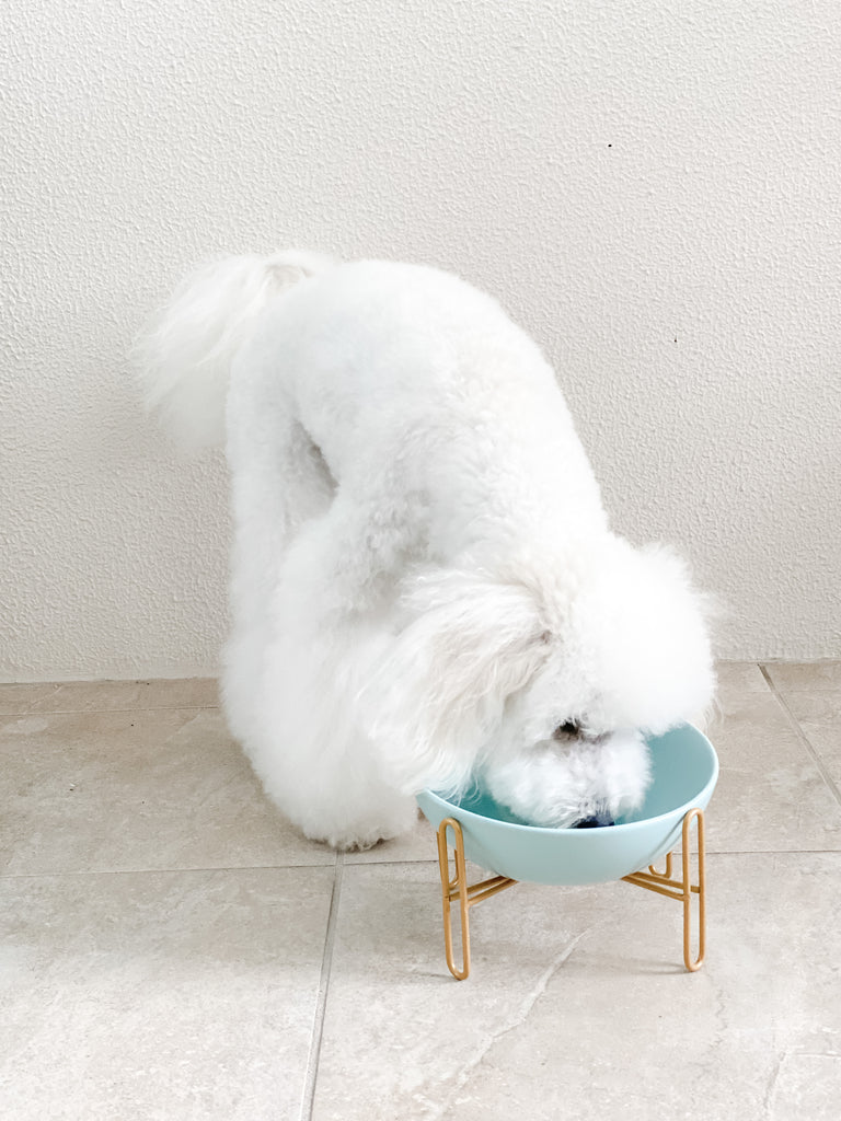 Gold Stand Ceramic Pet Dog Bowl in Tiffany