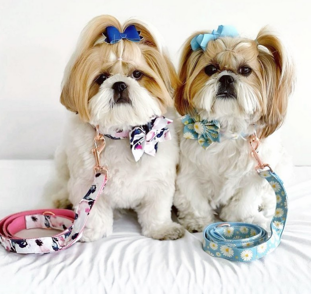 Daisy Flower Collar & Lead Set-House of Pets Delight