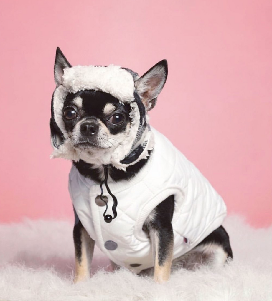 Padded Luxe Dog Vest - White-House of Pets Delight