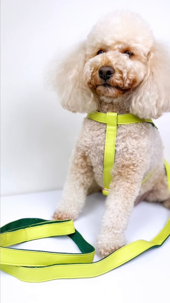'Lime' Step In Harness Set
