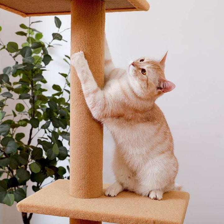 Ceiling Crawler Cat Tree (2 Colours)-Pawz