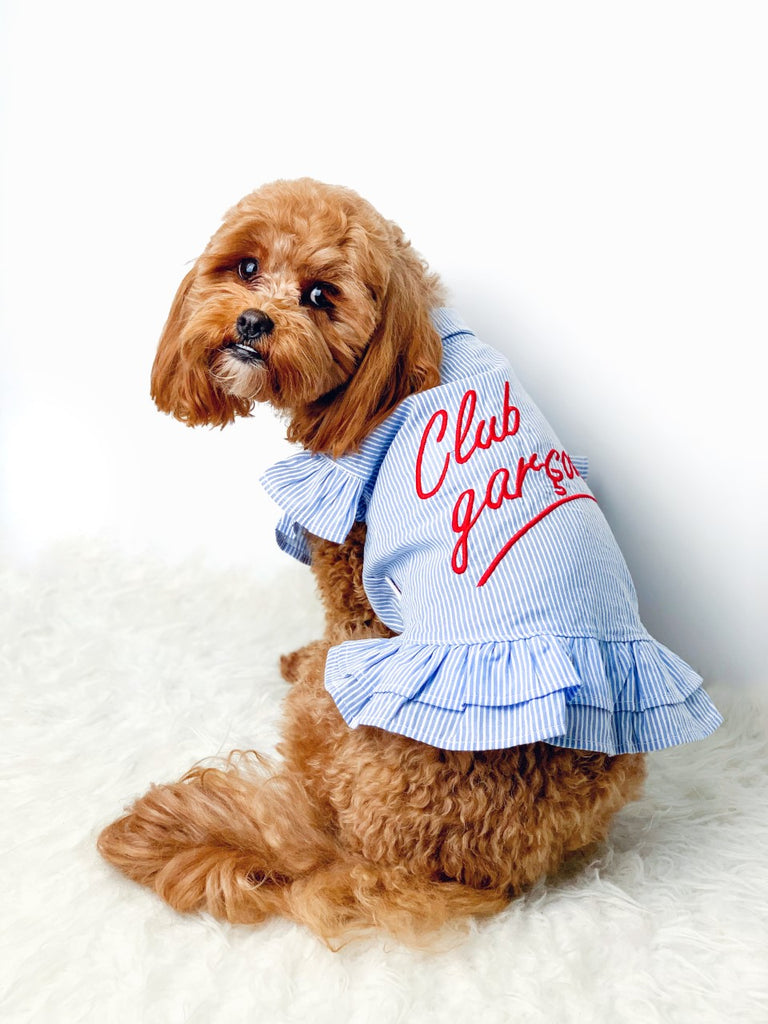 Club Garcon Light Denim Dog Dress-House of Pets Delight